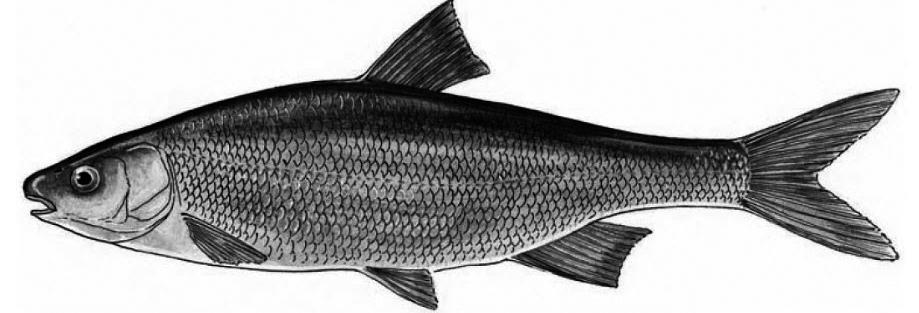 Parachondrostoma arrigonis_0001.jpg